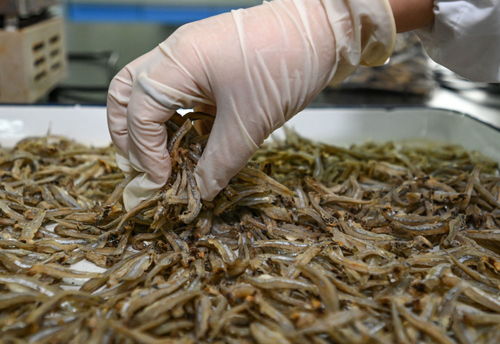 鏡觀 回響丨中非農業合作,結出 看得見摸得著 的碩果